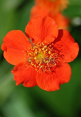粳稻,紅色,花