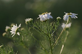 洋甘菊,草藥,草甸