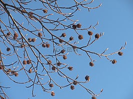 豆莢,干,成熟