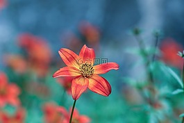 花,花園里的花,開花