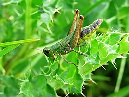 蚱蜢,綠色,昆蟲