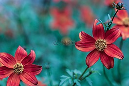 花,花園里的花,開花