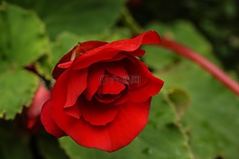 玫瑰,花,花園里的花