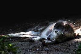 狼,動物,性質(zhì)