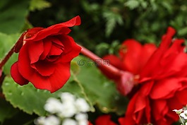 玫瑰,花,花園里的花