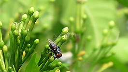 自然,葉,植物區(qū)系