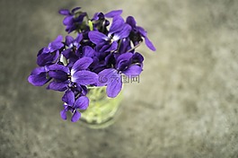 紫羅蘭,紫色,花