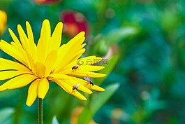 花,昆蟲(chóng),花園里的花