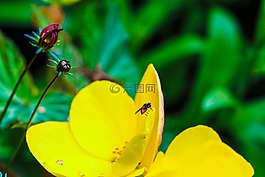 花,昆蟲,花園里的花