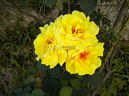 花,開(kāi)花,玫瑰