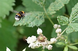 大黃蜂,蜂蜜,夏天