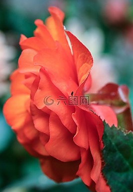 花,花園里的花,開花