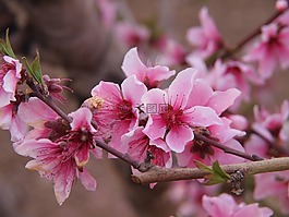 杏仁树,玫瑰花瓣,春