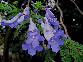 野花,花,jakaranda 花瓣