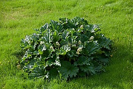 植物,白菜,绿色