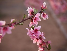 杏仁树,玫瑰花瓣,春