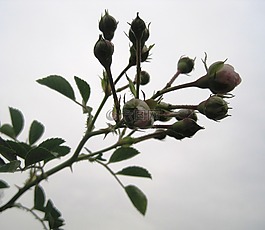 玫瑰,藍(lán)巴勒海峽,芽