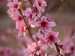 杏仁树,玫瑰花瓣,春