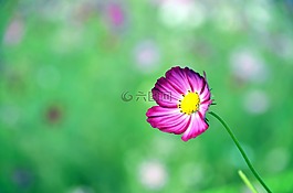 宇宙,鮮花,秋季