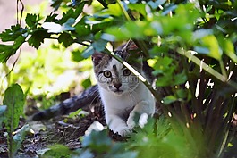 猫,小猫,虎斑猫