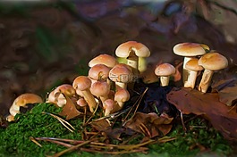 繪畫,油畫,照片油畫
