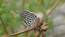 自然,昆蟲(chóng),蝴蝶