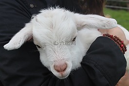 羊肉,nz,動物