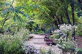 景觀,植物園,大自然