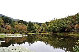 植物園,湖,大自然