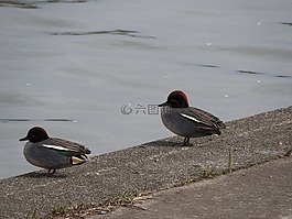 鴨子,鳥(niǎo),湖