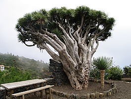 樹,性質(zhì),景觀