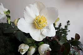 圣誕玫瑰,花,白