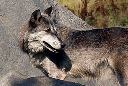 狼,野生動物,自然