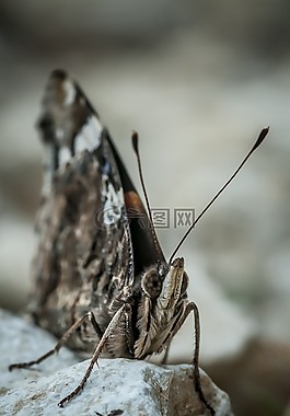 蝴蝶,性質(zhì),昆蟲