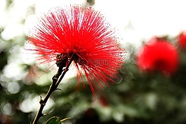 花,红,植物