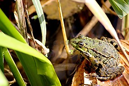 青蛙,動物,池塘