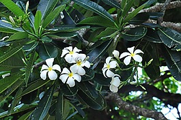 雞蛋花,植物,花朵
