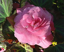 花,海棠,野花