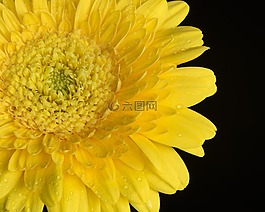 黃色,花,花的