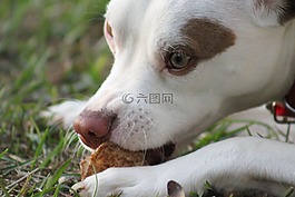 寵物,狗,小狗