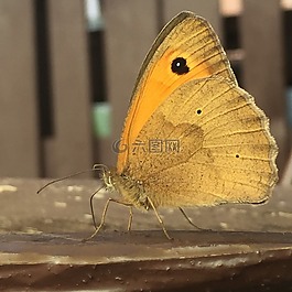 蝴蝶,夏季,性質(zhì)