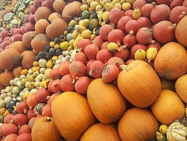 南瓜,萬(wàn)圣節(jié),南瓜品種