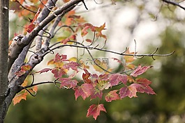 秋天,紅色,葉子