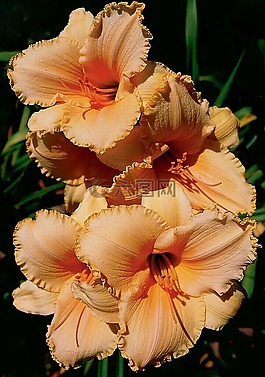 鲜花,颜色,橙色