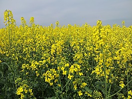 油菜籽場,油菜,五月