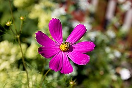 蜜蜂,花,宏