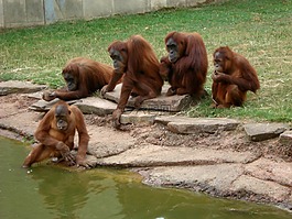 動(dòng)物園,猴子,動(dòng)物