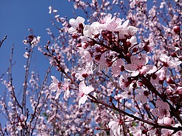 杏仁樹,分支機構,花