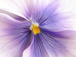 花,紫,宏