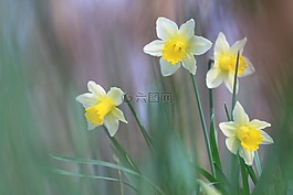 水仙,黃色,花